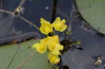 Floating bladderwort